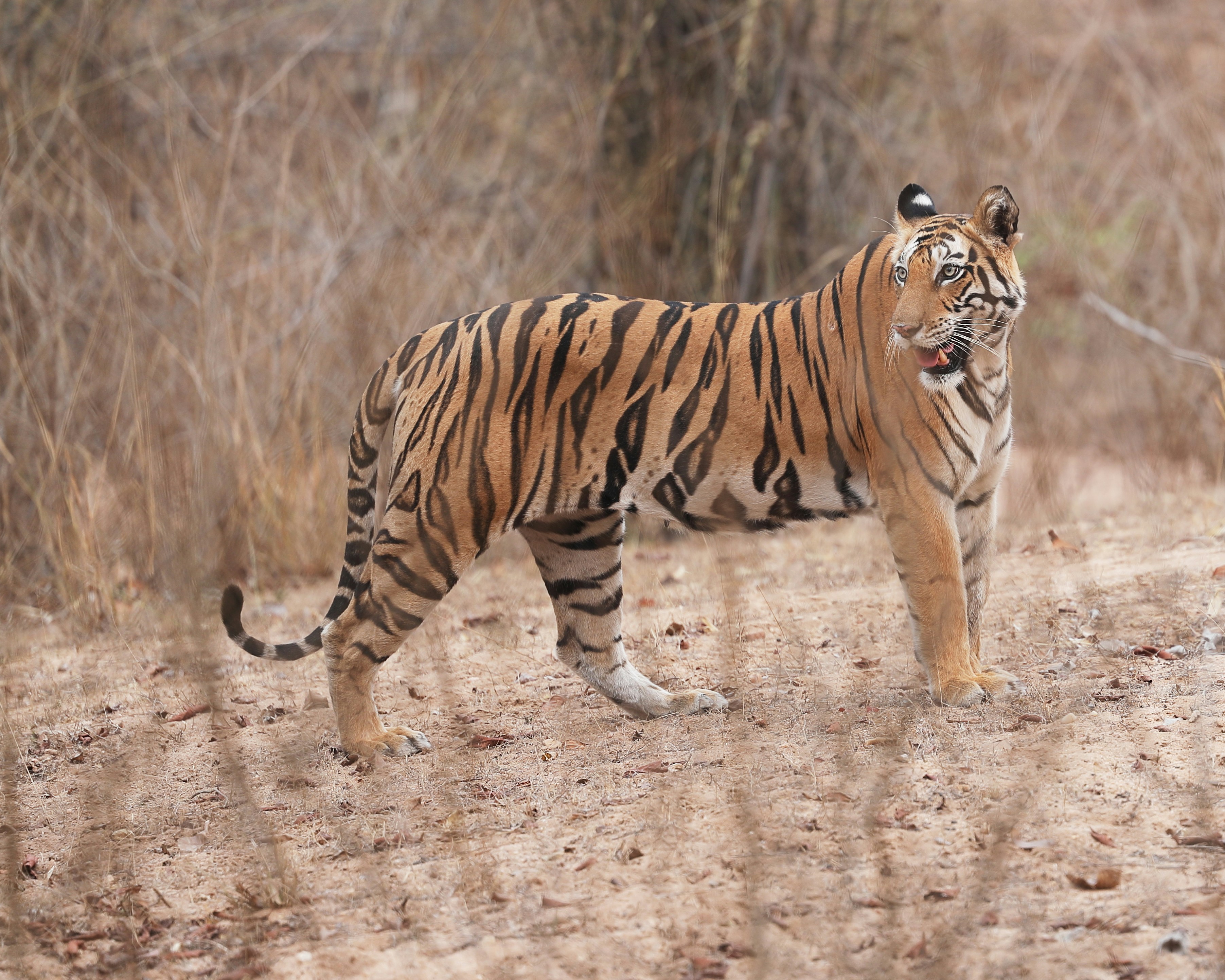 Madhya Pradesh