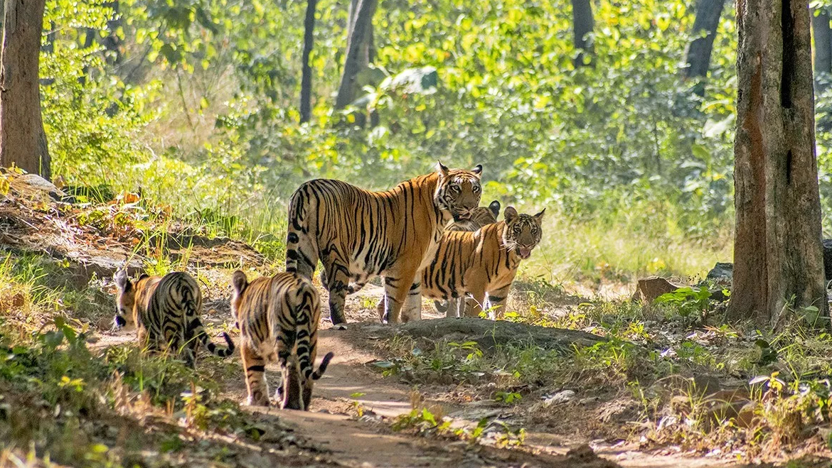 Satpura Royal wilderness Escape