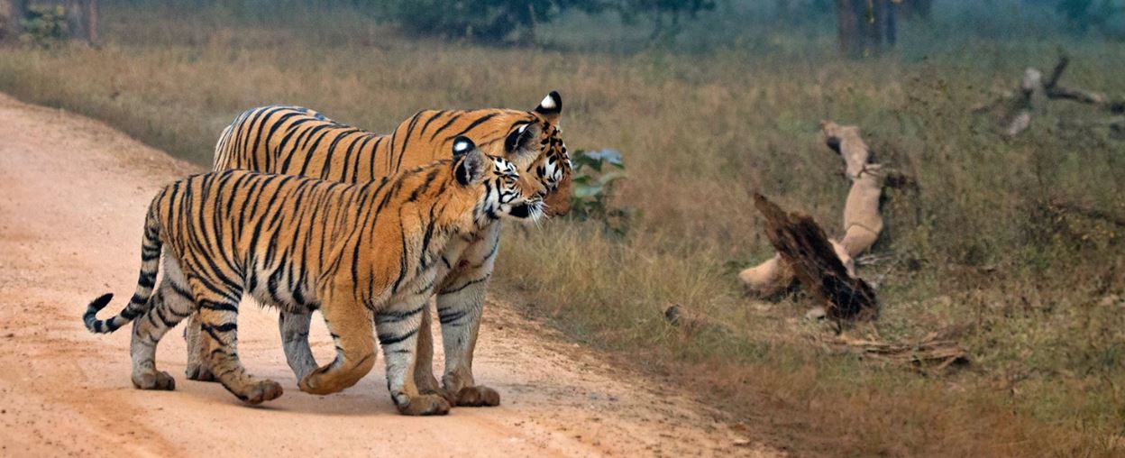 Satpura Royal wilderness Escape