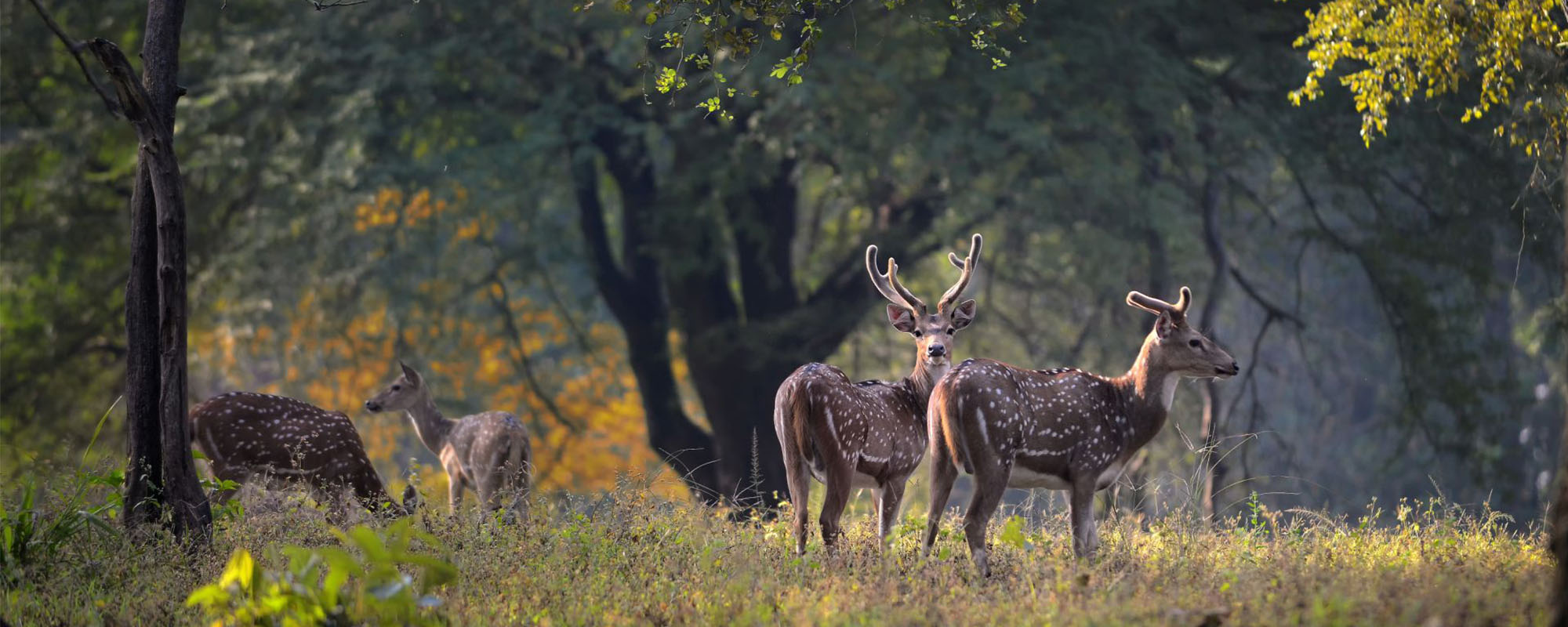 Satpura Royal wilderness Escape